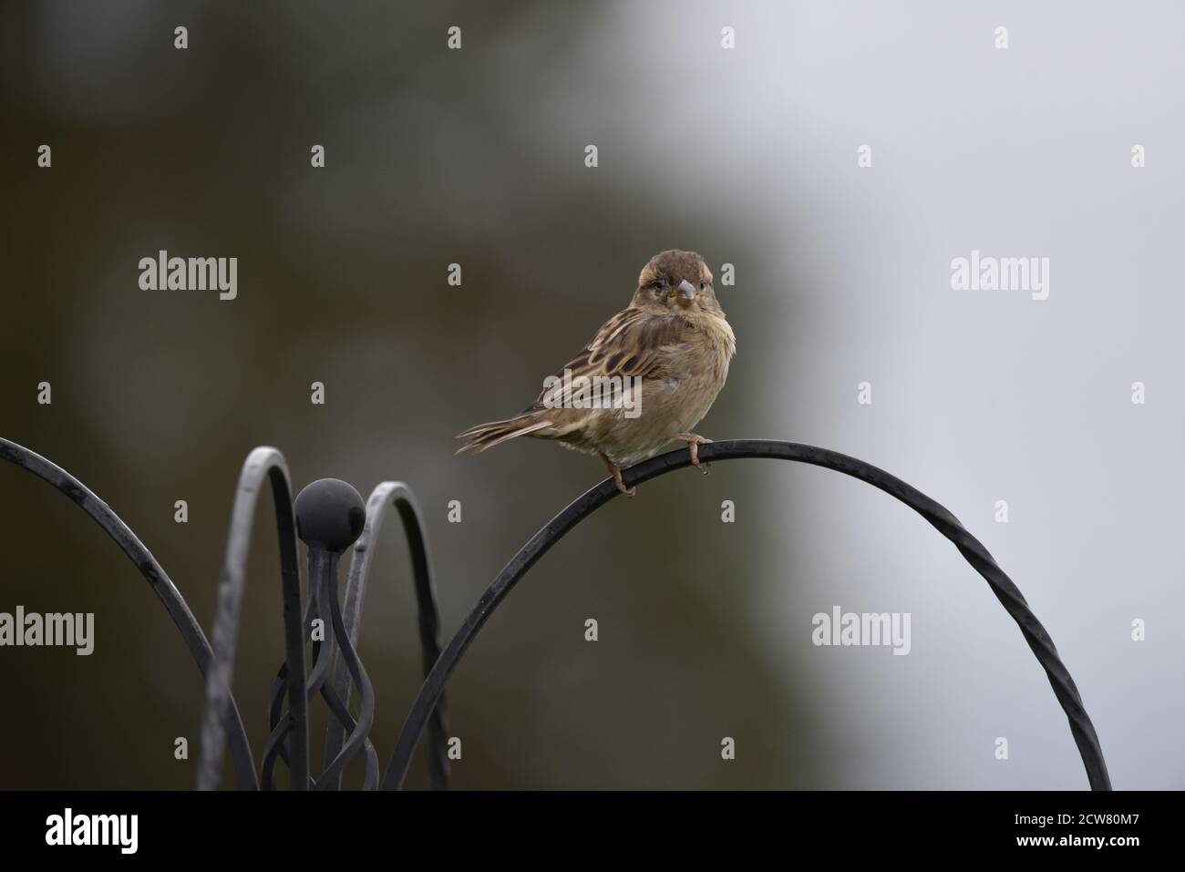 House Sparrow (Passer domesticus), Juvenile Standing on Feeder Arch, Facing Camera in September in Mid Wales Stock Photo