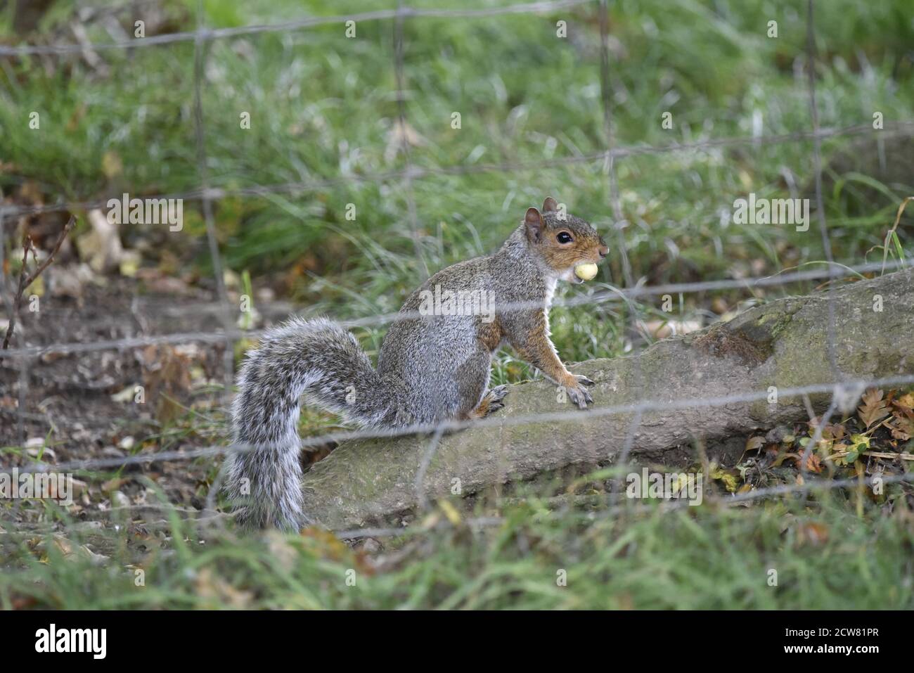 Grey Squirrel (Sciurus carolinensis) Sitting on a Horizontal Log with an Acorn in its Mouth in Mid Wales in September Stock Photo