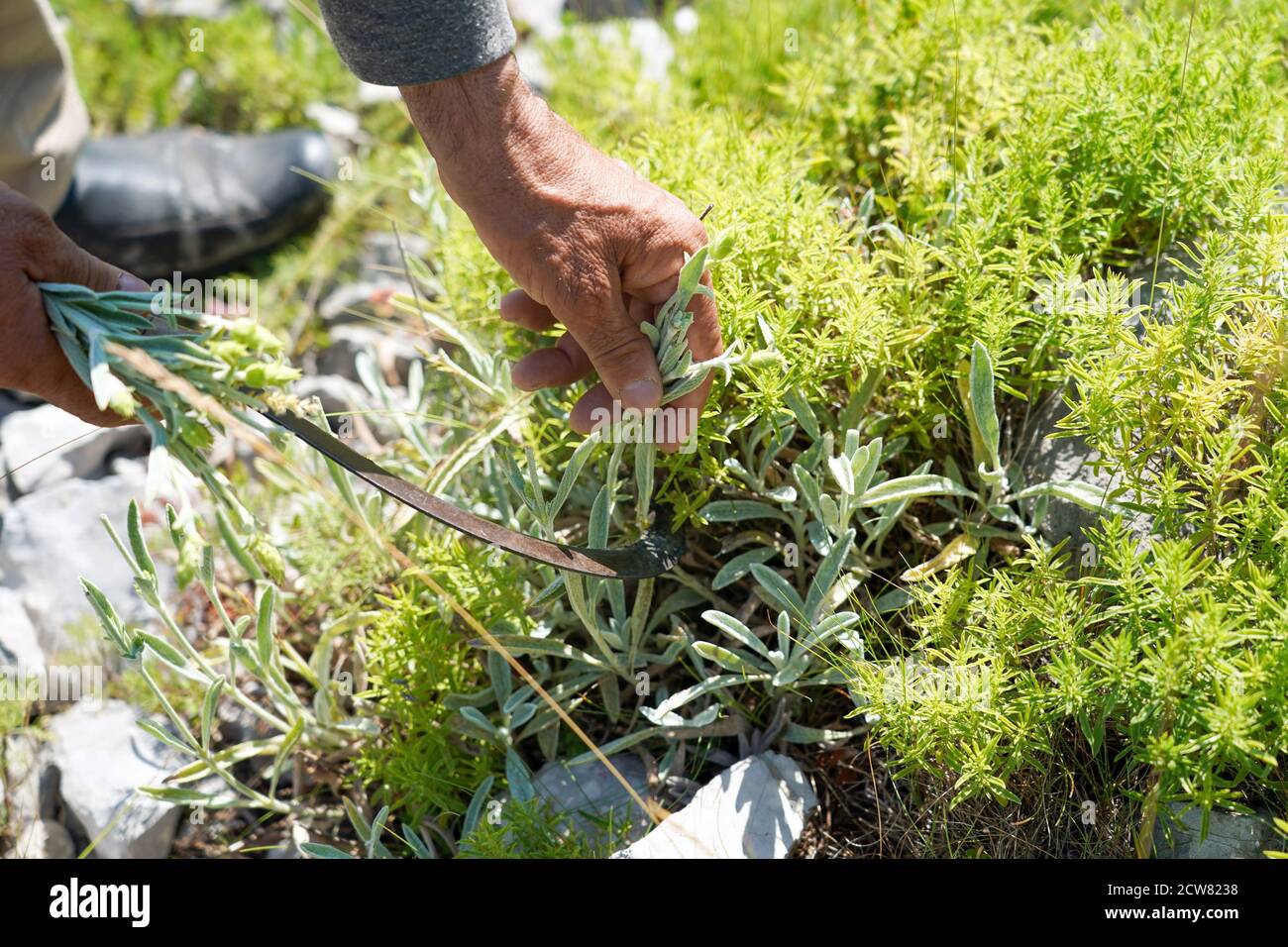26 June 2020, Albania, Përmet: An Albanian tea collector harvests Greek  mountain tea of the variety "Sideritis Raeseri" with a sickle in a mountain  range at the valley of the Vjosa near