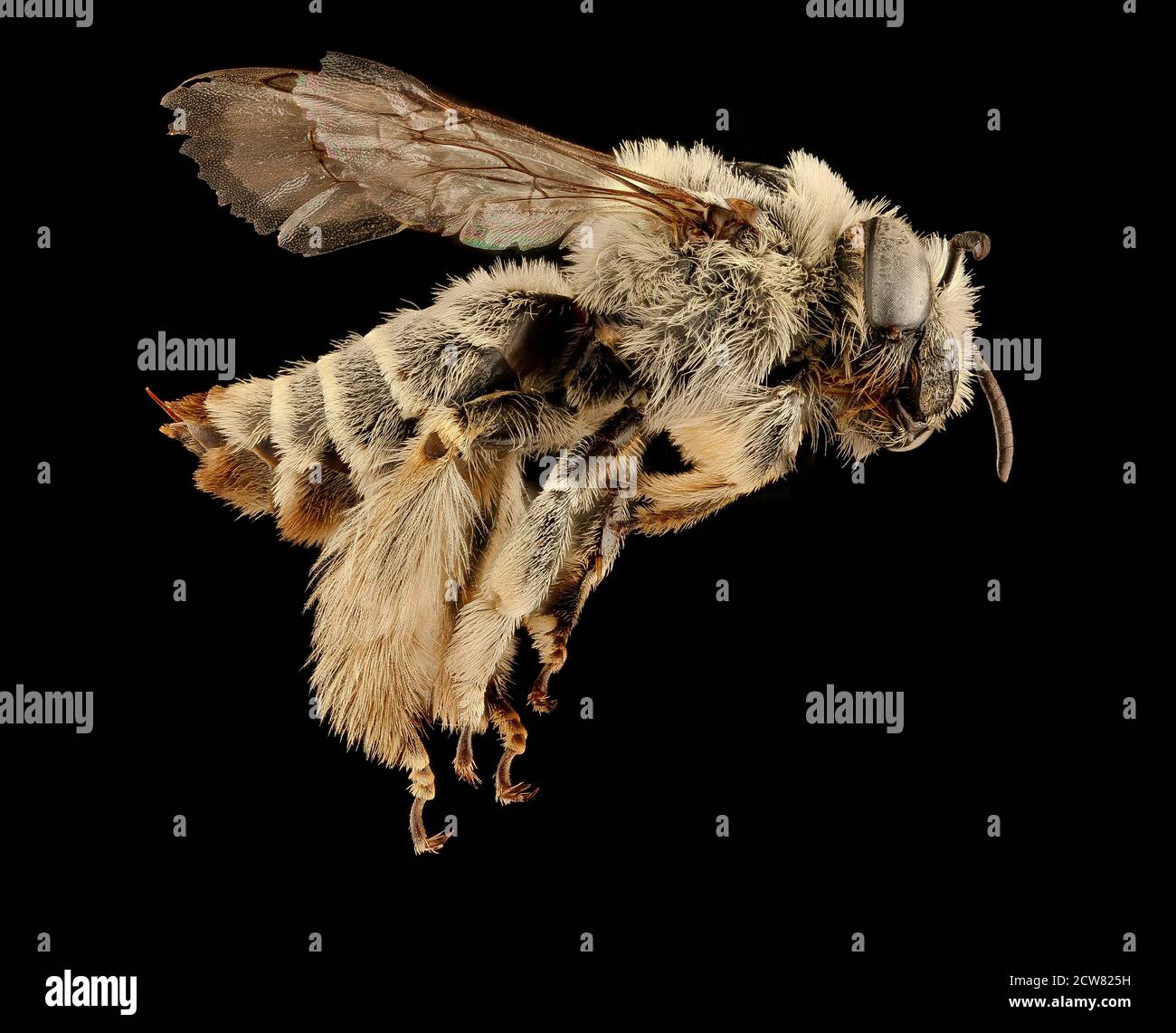 Disect Bee Diadasia diminuta, a species of bee, is photographed in Pennington ...