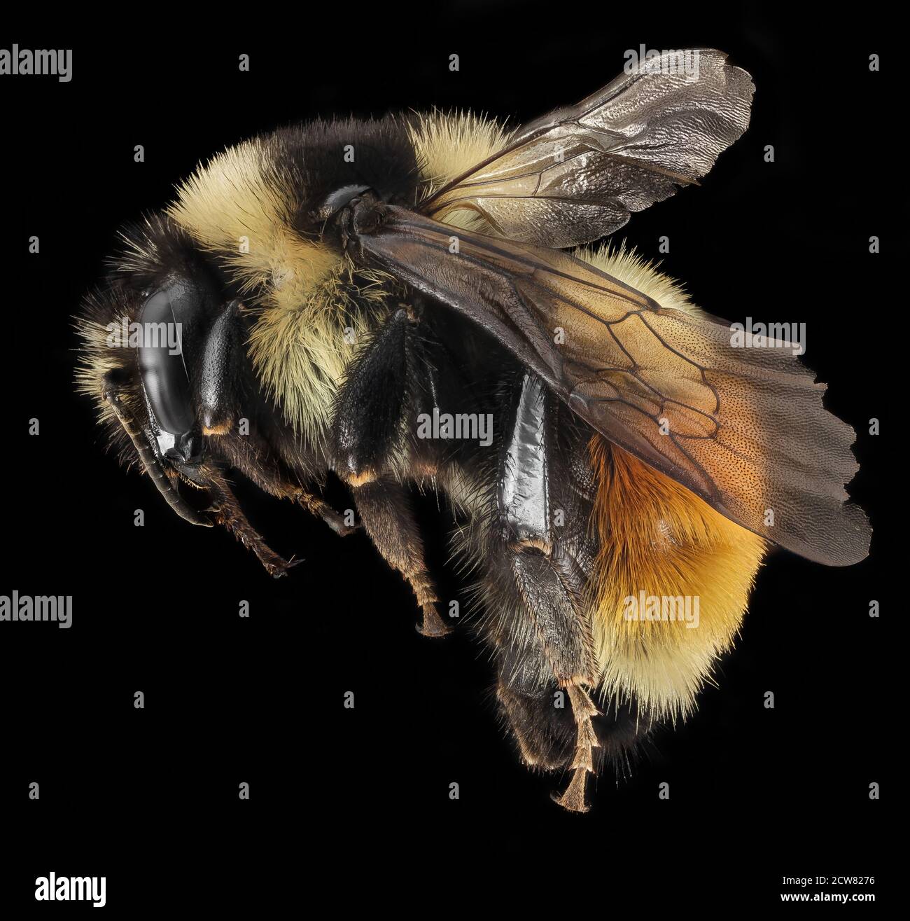 A close-up photograph of Bombus ternarius, a bumblebee species, taken ...
