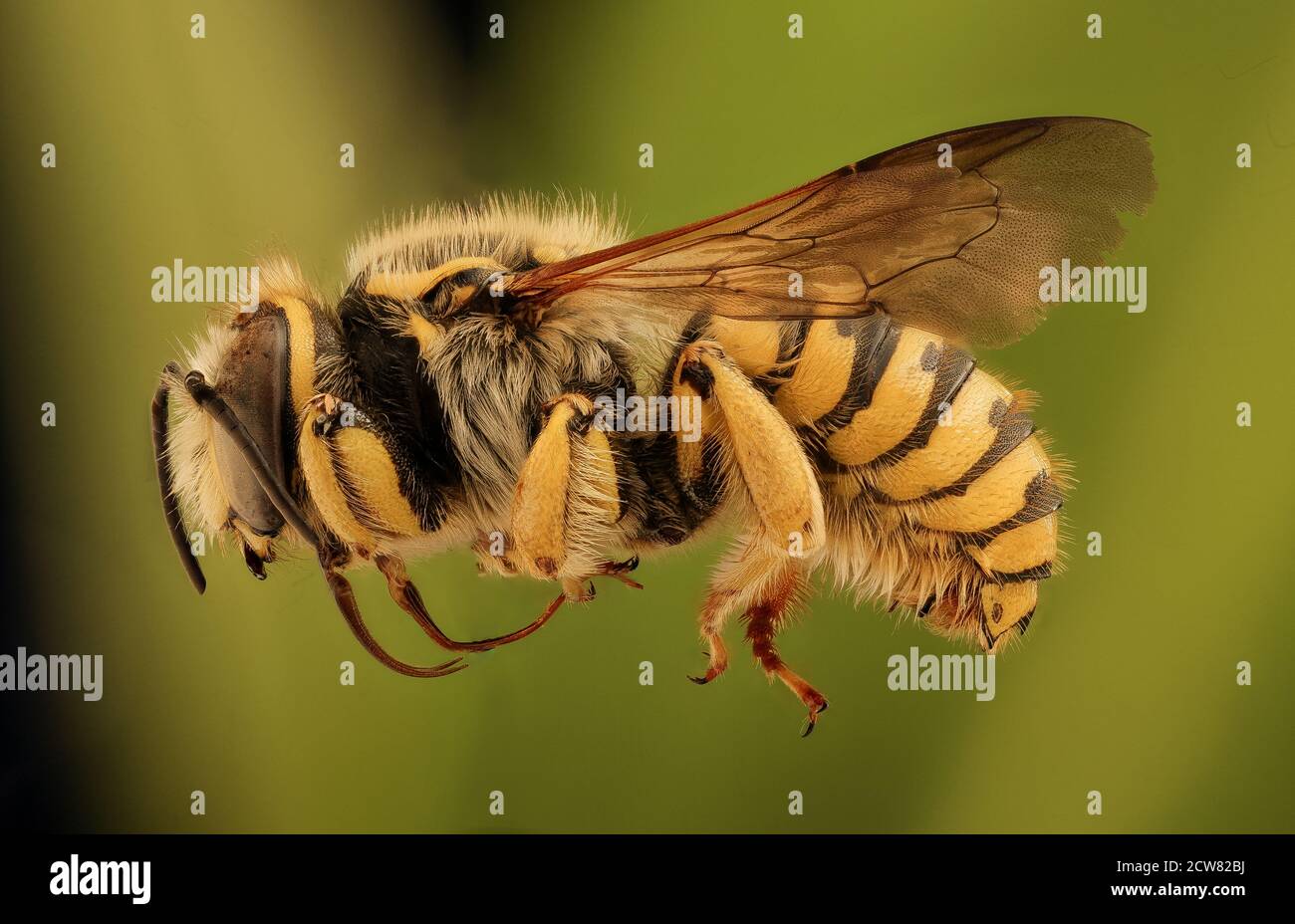 Anthidium illustre, m, left green background, Bray 1, CA 2019-03-23-18.35.32 ZS PMax UDR Stock Photo