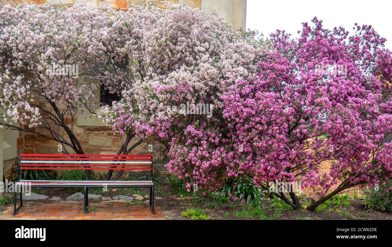 Bench in a garden with shrubs of flowering native flora Chamelaucium uncinatum Geraldton wax waxflower in York Western Australia. Stock Photo