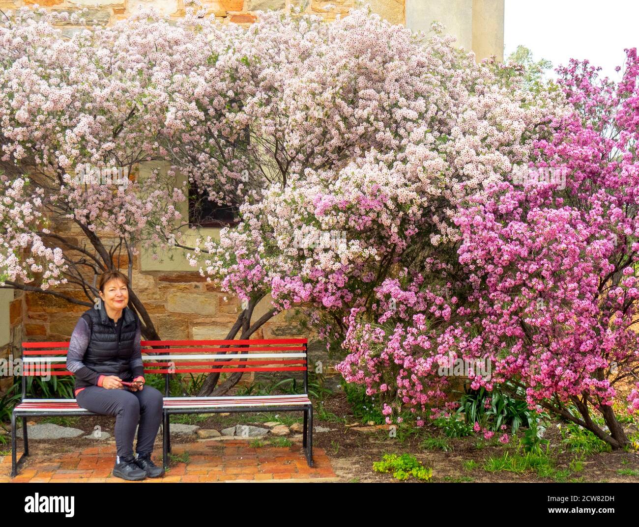 Caucasian woman sitting on bench in a garden with shrubs of flowering native flora Chamelaucium uncinatum Geraldton wax in York Western Australia. Stock Photo
