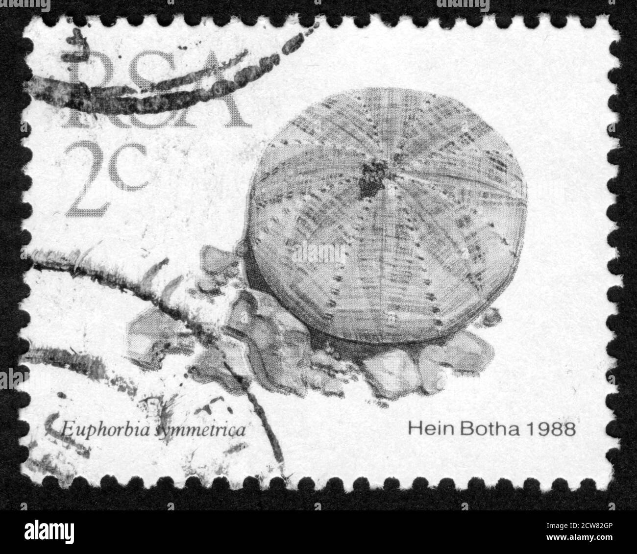 Stamp print in RSA,flowers,South African Republic, Ephorbia symmetrica Stock Photo