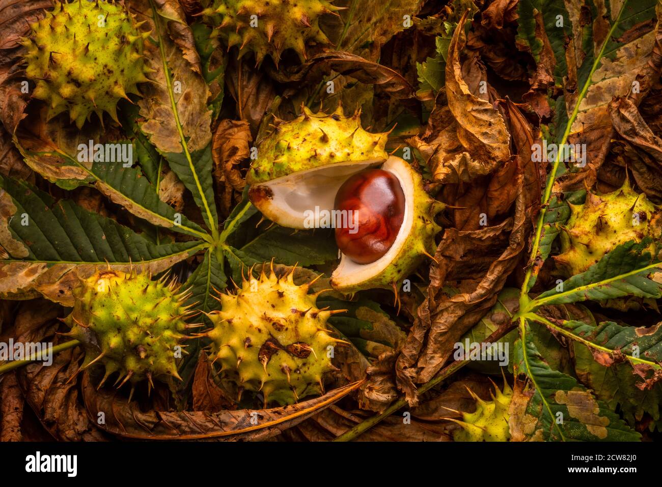 Conkers shell hi-res stock photography and images - Alamy