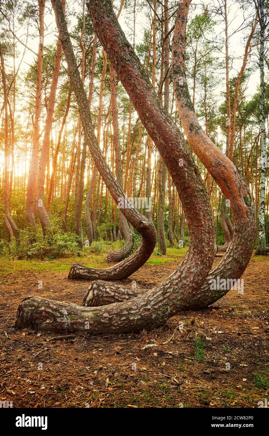 Bent Pine High Resolution Stock Photography and Images - Alamy