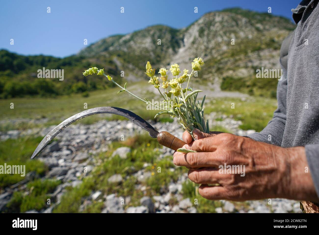 Albania mountain tea hi-res stock photography and images - Alamy