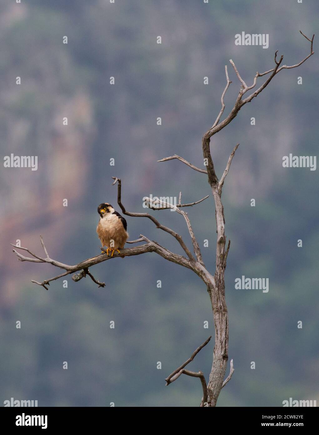 Adult male Taita Falcon, Blyde River Canyon Stock Photo