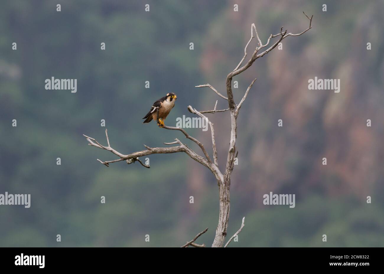 Adult male Taita Falcon, Blyde River Canyon Stock Photo