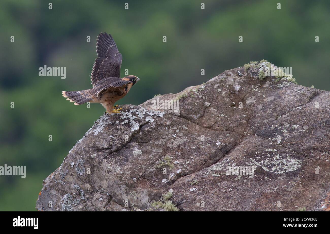 Juvenile Taita Falcon, Blyde River Canyon Stock Photo