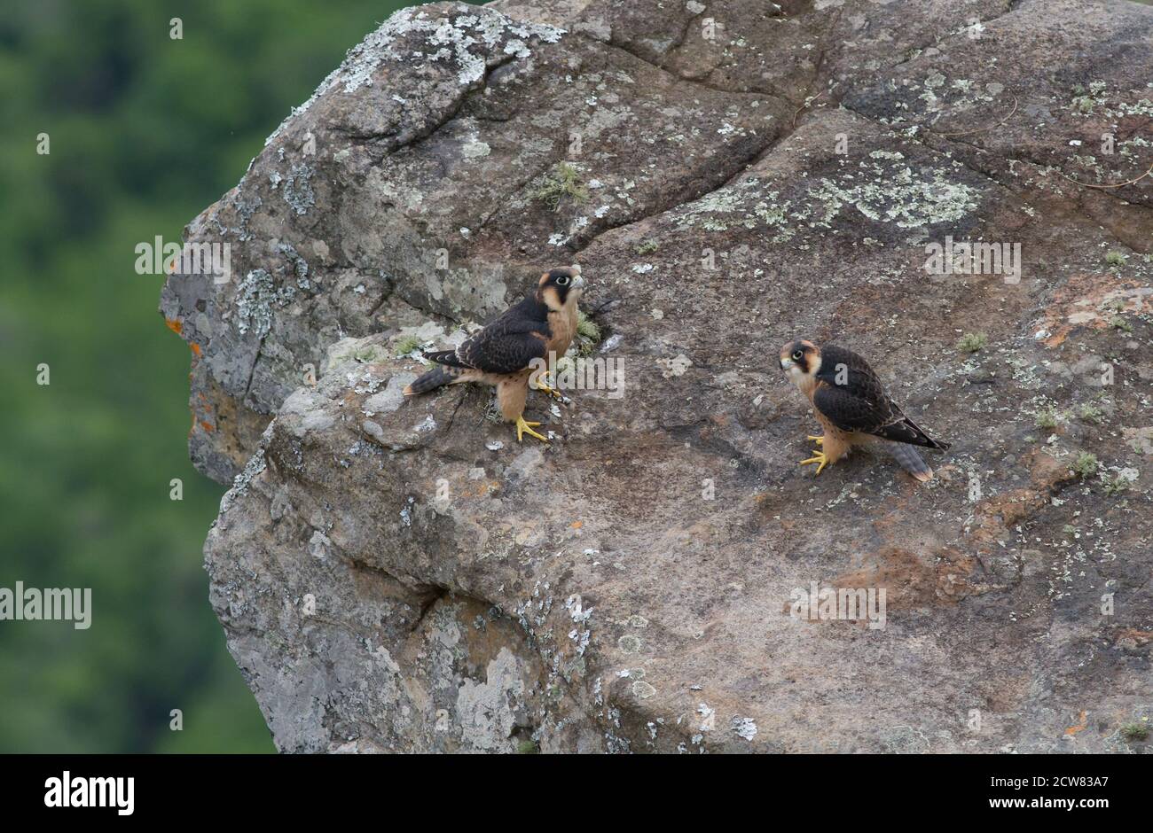 Taita Falcon fledglings at the Blyde River Canyon Stock Photo