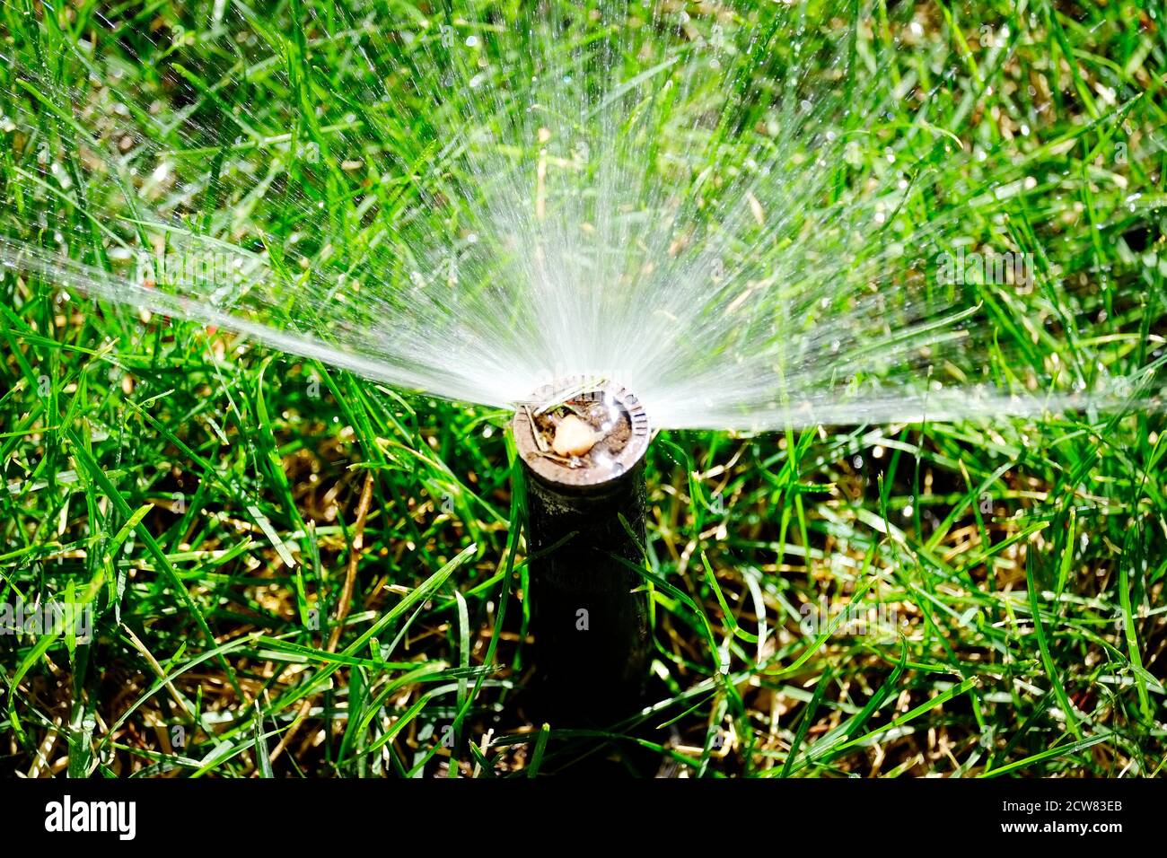 Sprinkler spraying fresh wet water on lush green yard lawn grass Stock