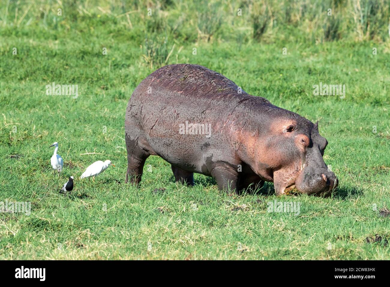 Hippo, Hippopotamus amphibius, grazing in the lush grass of Amboseli, Kenya. A cattle egret, Bubulcus ibis, blacksmith plover, Vanellus armatus and li Stock Photo