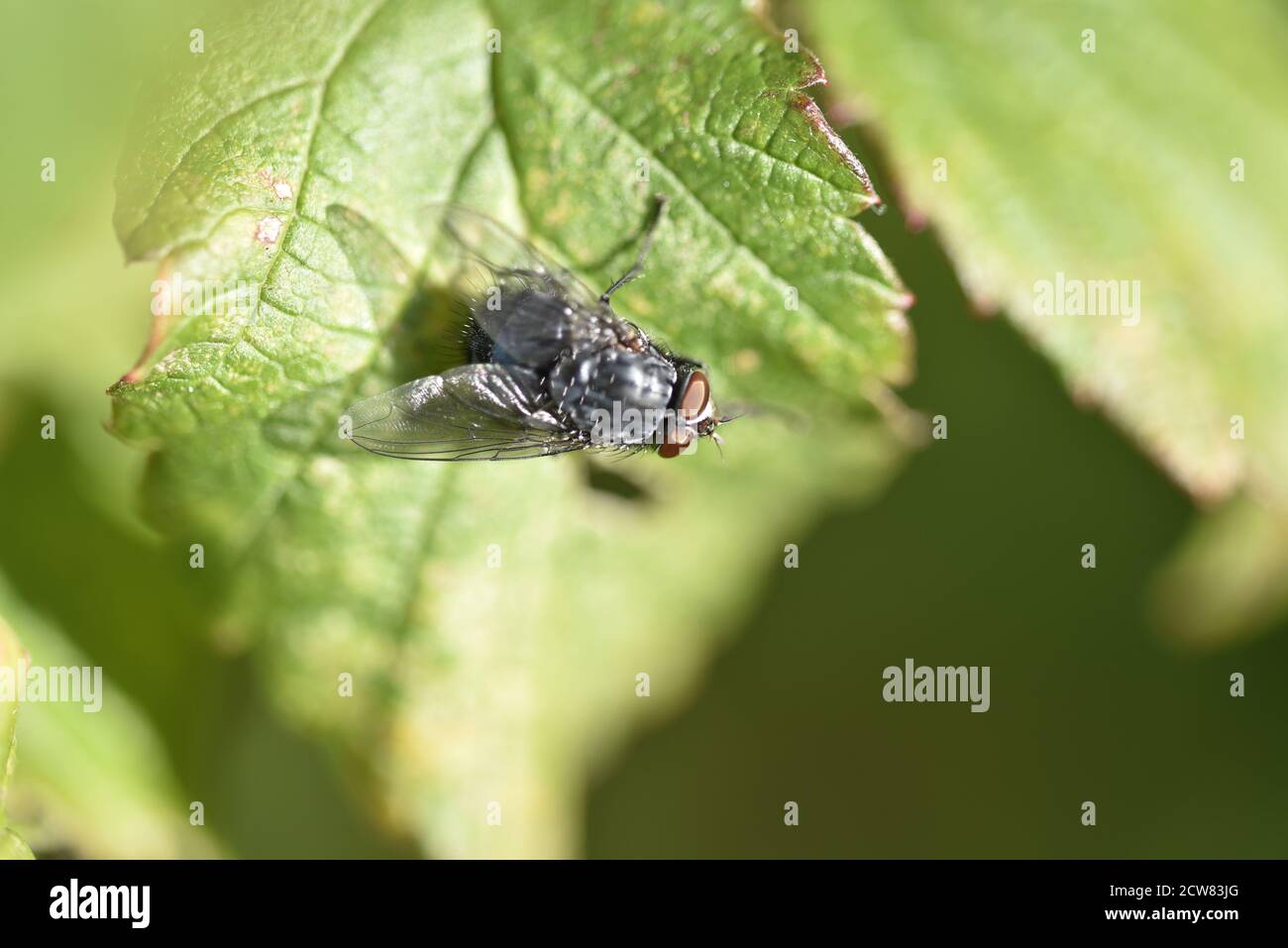 Blue Bottle Fly (Calliphora vomitoria) On a Sunny Leaf in a Garden in Staffordshire in Early Autumn Stock Photo