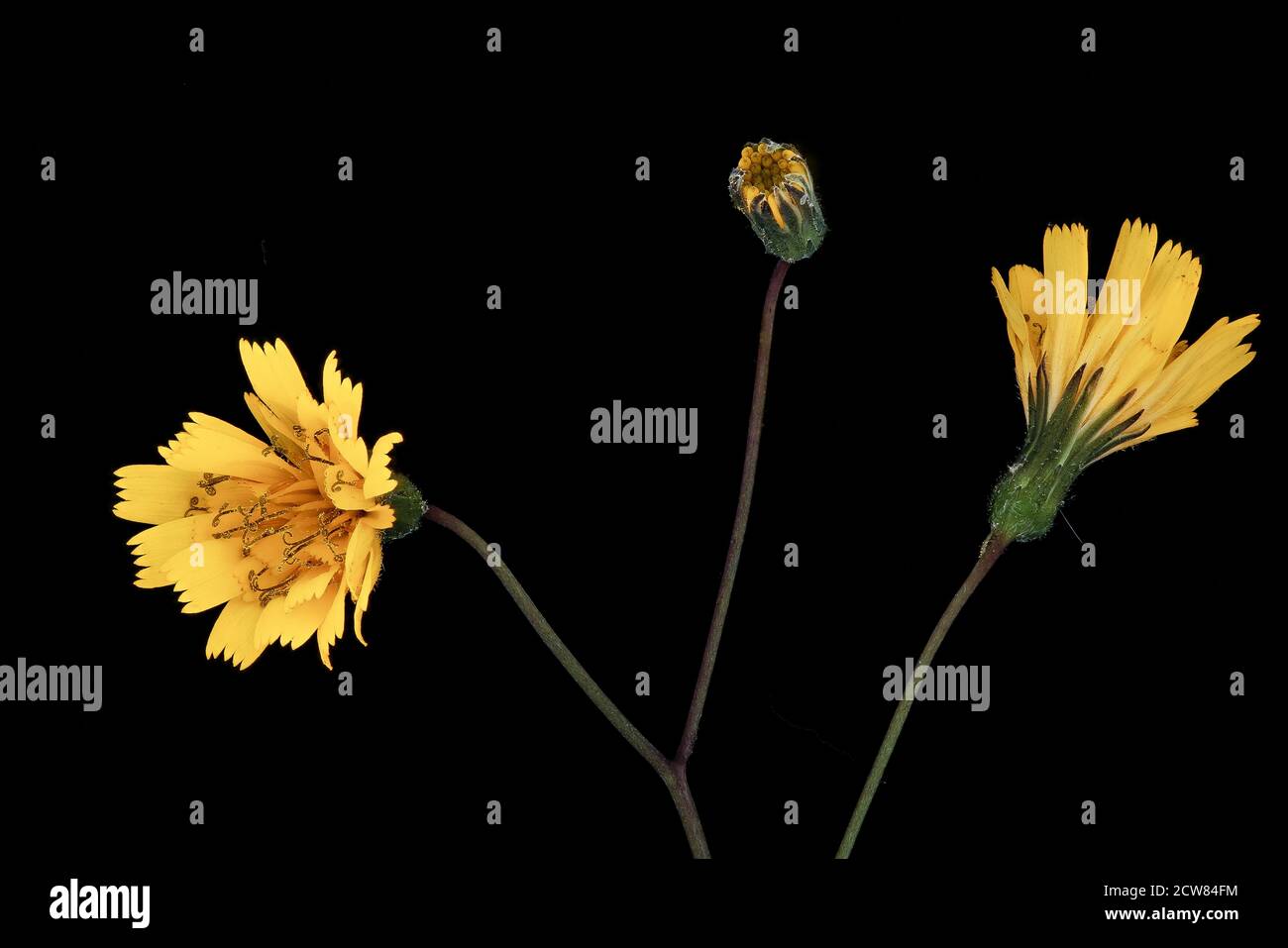 Rattlesnake hawkweed hires stock photography and images Alamy