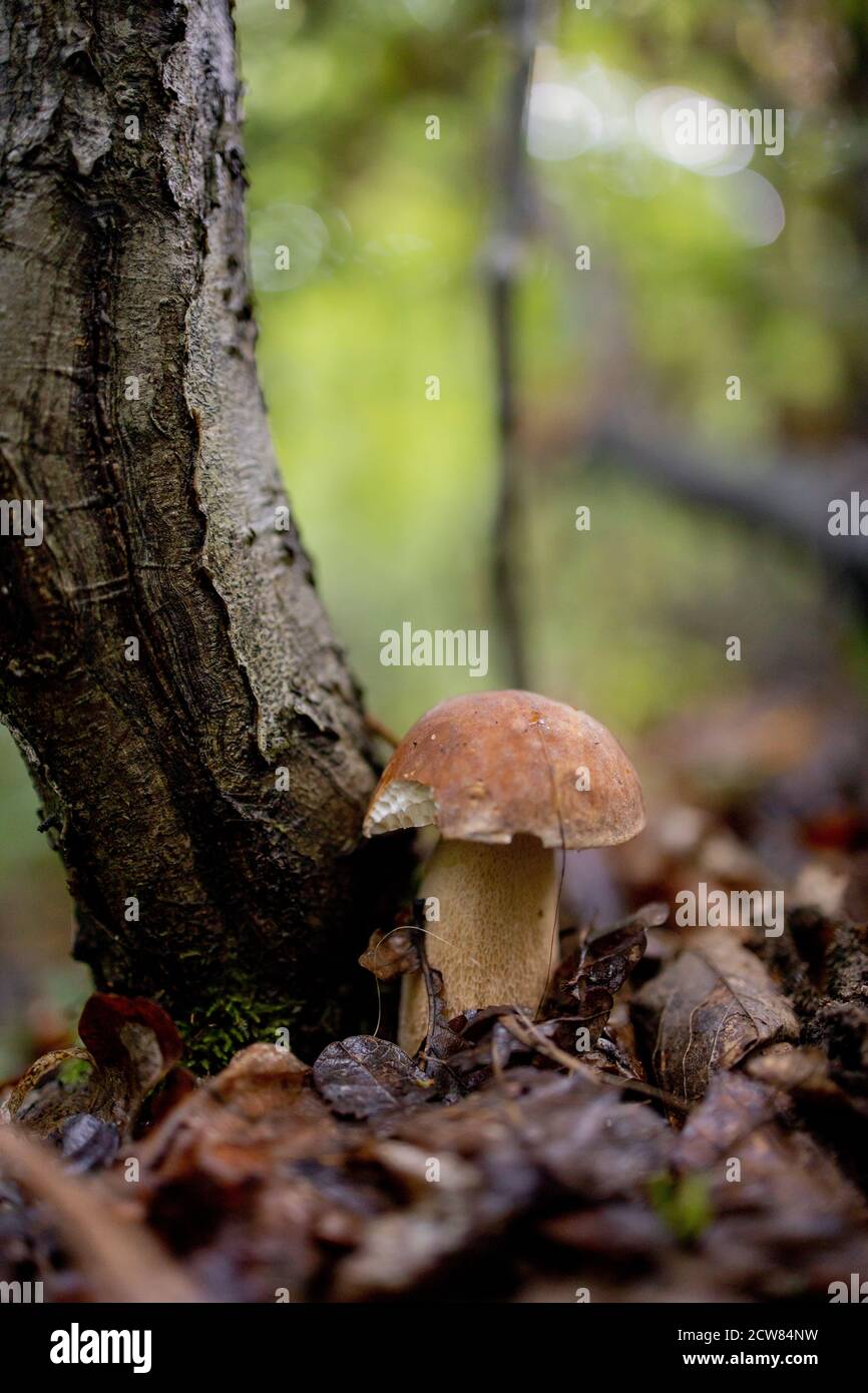 White mushroom in the forest. A mushroom with a brown cap.Boletus. Mushroom Stock Photo