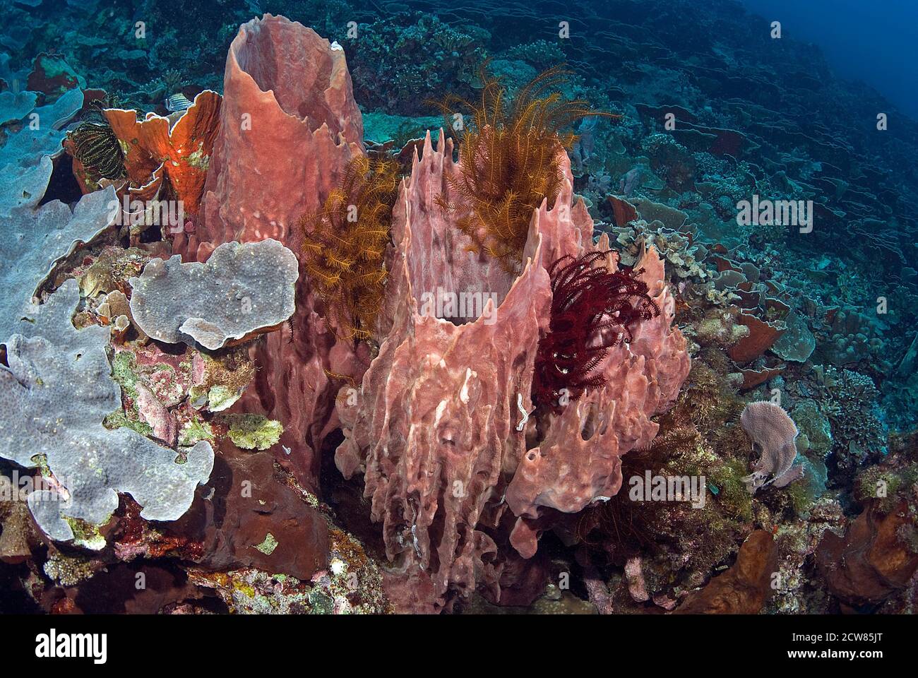 Crinoids (feather stars) and barrel sponges, Sulawesi Indonesia Stock Photo
