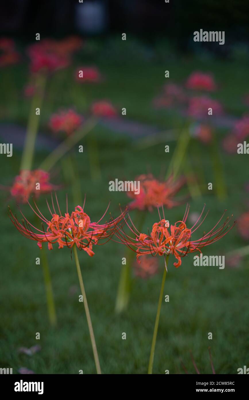 Red lycoris radiata on greed grass. Stock Photo