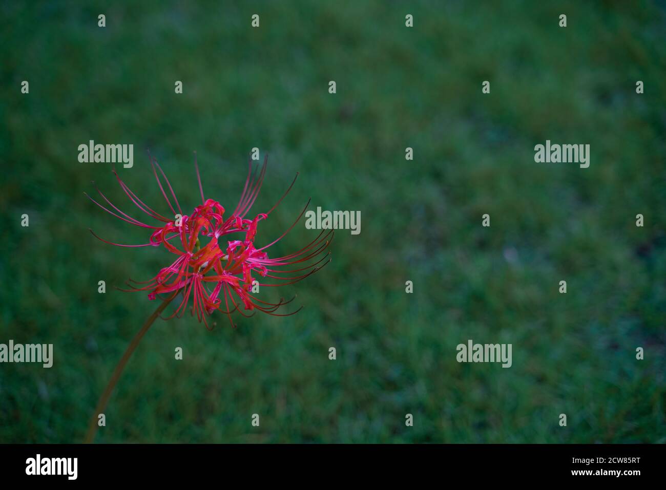 Red lycoris radiata on greed grass. Stock Photo