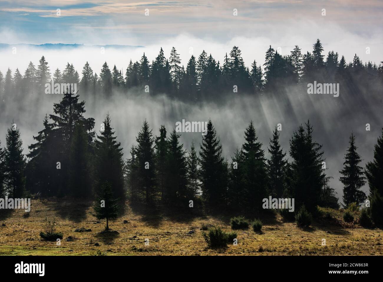 Forest in morning fog. Fog divided by sun rays Stock Photo - Alamy