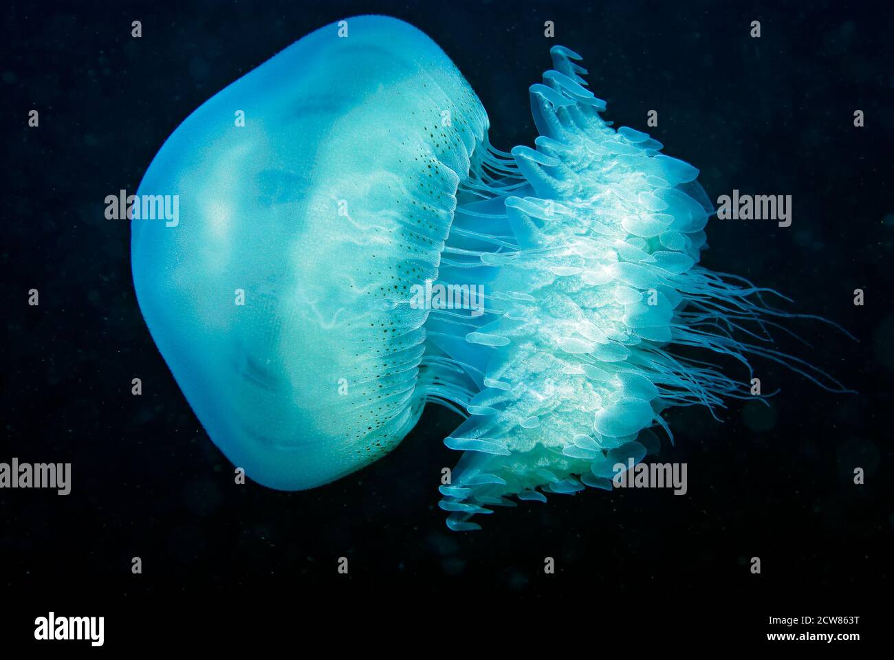 Nomad jellyfish (Rhopilema Nomadica), Sulawesi, Indonesia, Stock Photo