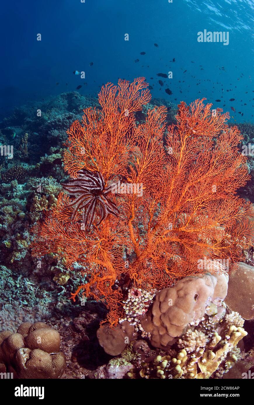 crinoid on sea fan (Annella Mollis), Sulawesi, Indonesia, Stock Photo