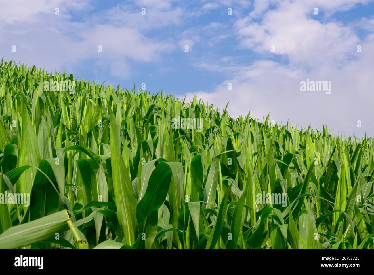 Corn in the corn field,Green corn field on blue sky day background