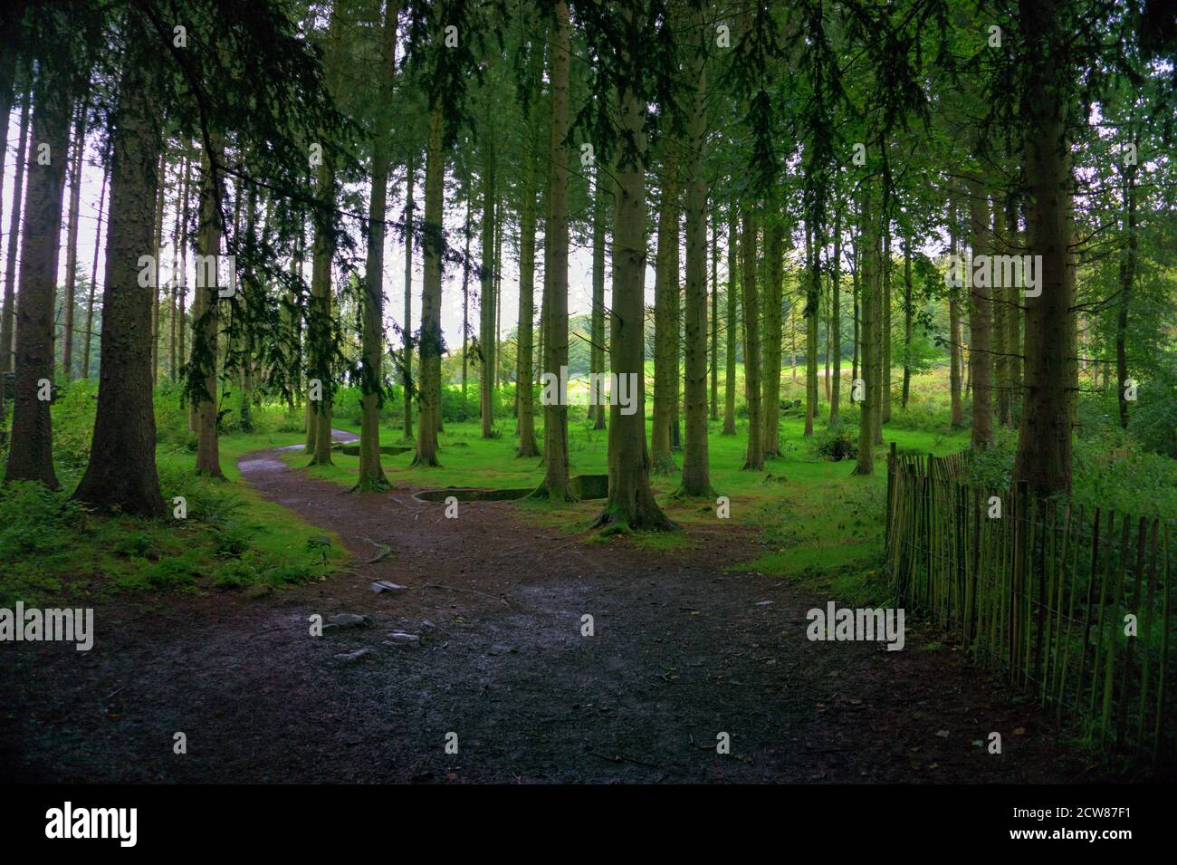 Woodland Glade, Eden Valley, Cumbria UK Stock Photo Alamy