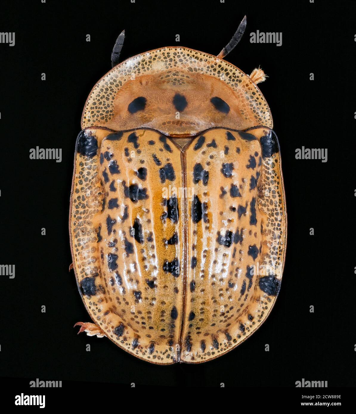 Gold Color Insect A gold beetle, identified by its distinctive appearance, is ...