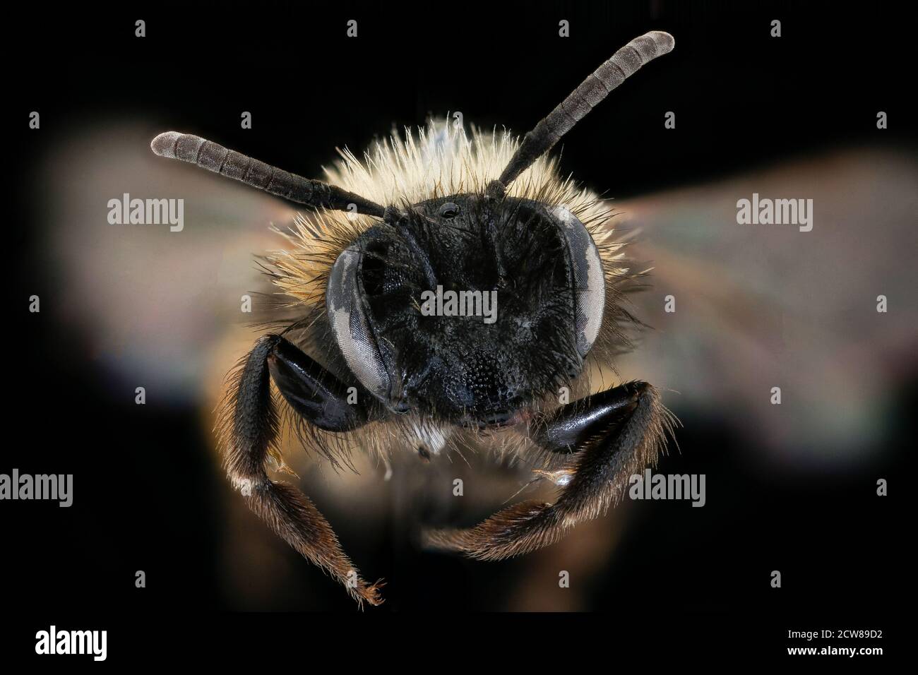 On December 16, 2019, an Andrena bicolor bee was photographed in ...