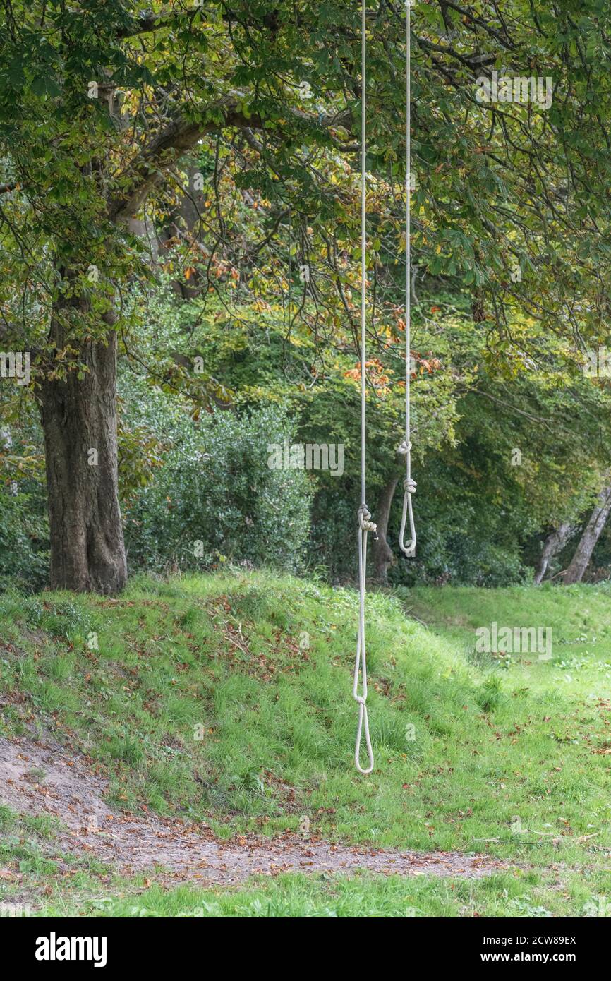 Two kids' rope swings hanging from a tree bough. For childhood memories, kids outdoor activities, tree swing, swinging pendulum. Stock Photo