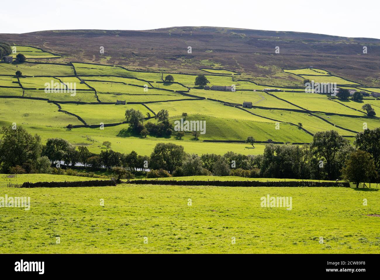 Yorkshire Dales - pattern of fields, dry stone walls and stone barns, Reeth, Swaledale, England, UK Stock Photo