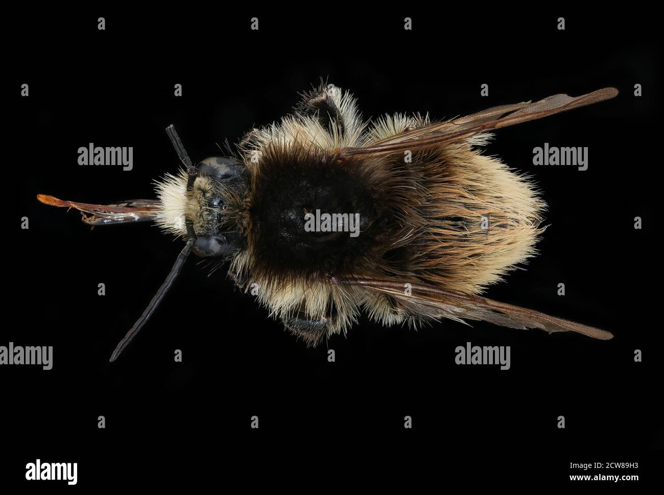 Bombus humilis hi-res stock photography and images - Alamy