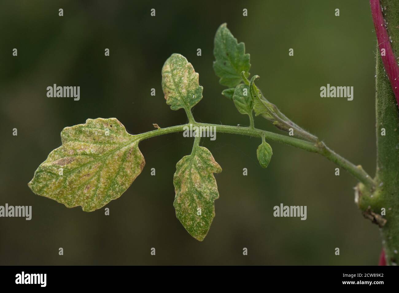 Two-spotted or glasshouse spider mite (Tetranychus urticae) bronzing and grazing damage to tomato leaf upper surface, Berkshire, August Stock Photo