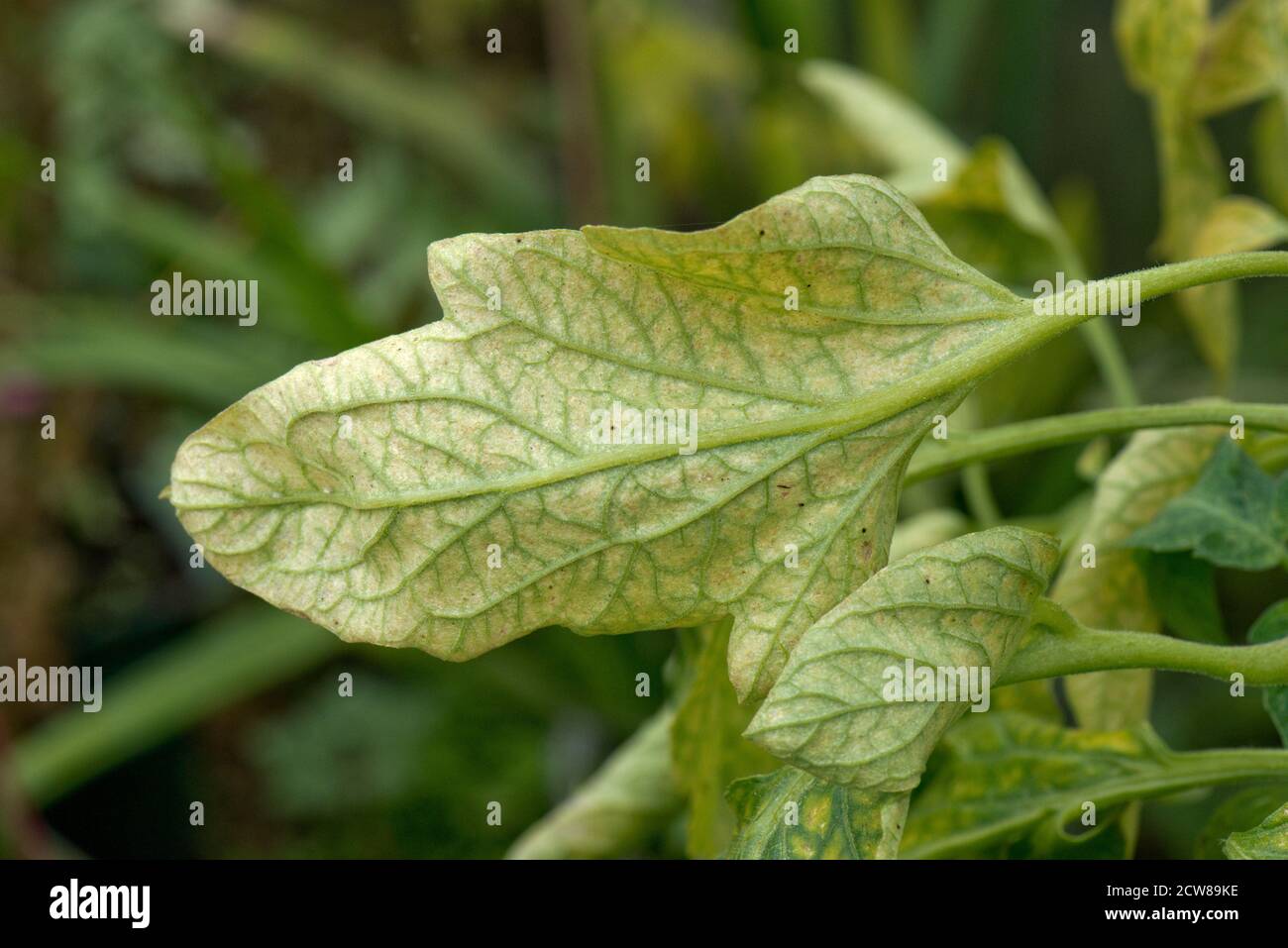 Two-spotted or glasshouse spider mite (Tetranychus urticae) bronzing and grazing damage to tomato leaf lower surface, Berkshire, August Stock Photo