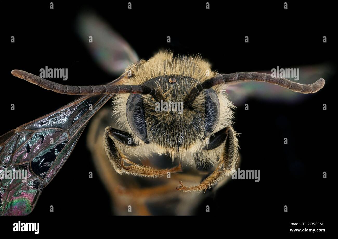 Andrena rehni, m, face, Prince George's Co. Maryland 2019-12-16-20.22.02 ZS PMax UDR Stock Photo