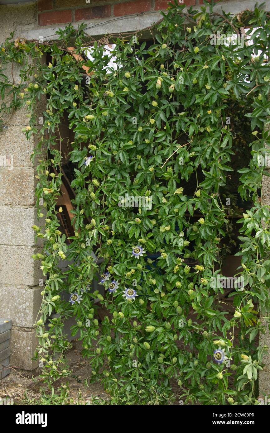 Passion flower (Passiflora caerulea) flowering and fruiting in a curthain of vines growing over the dor of a concrete building,  berkshire,August. Stock Photo