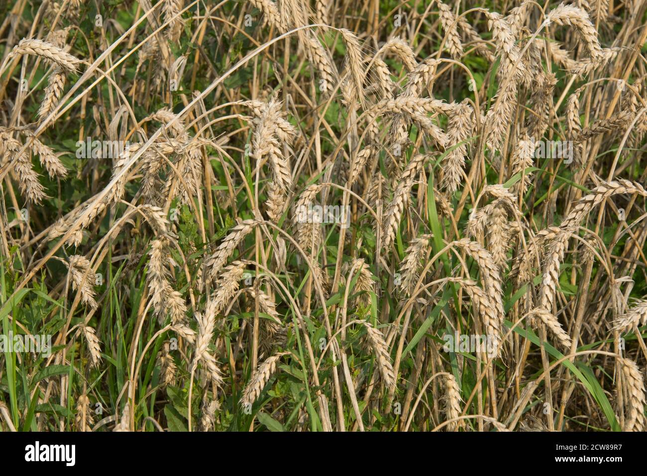 Weak, weedy, ripe wheat crop. Hot, dry summer with no rain causing ...