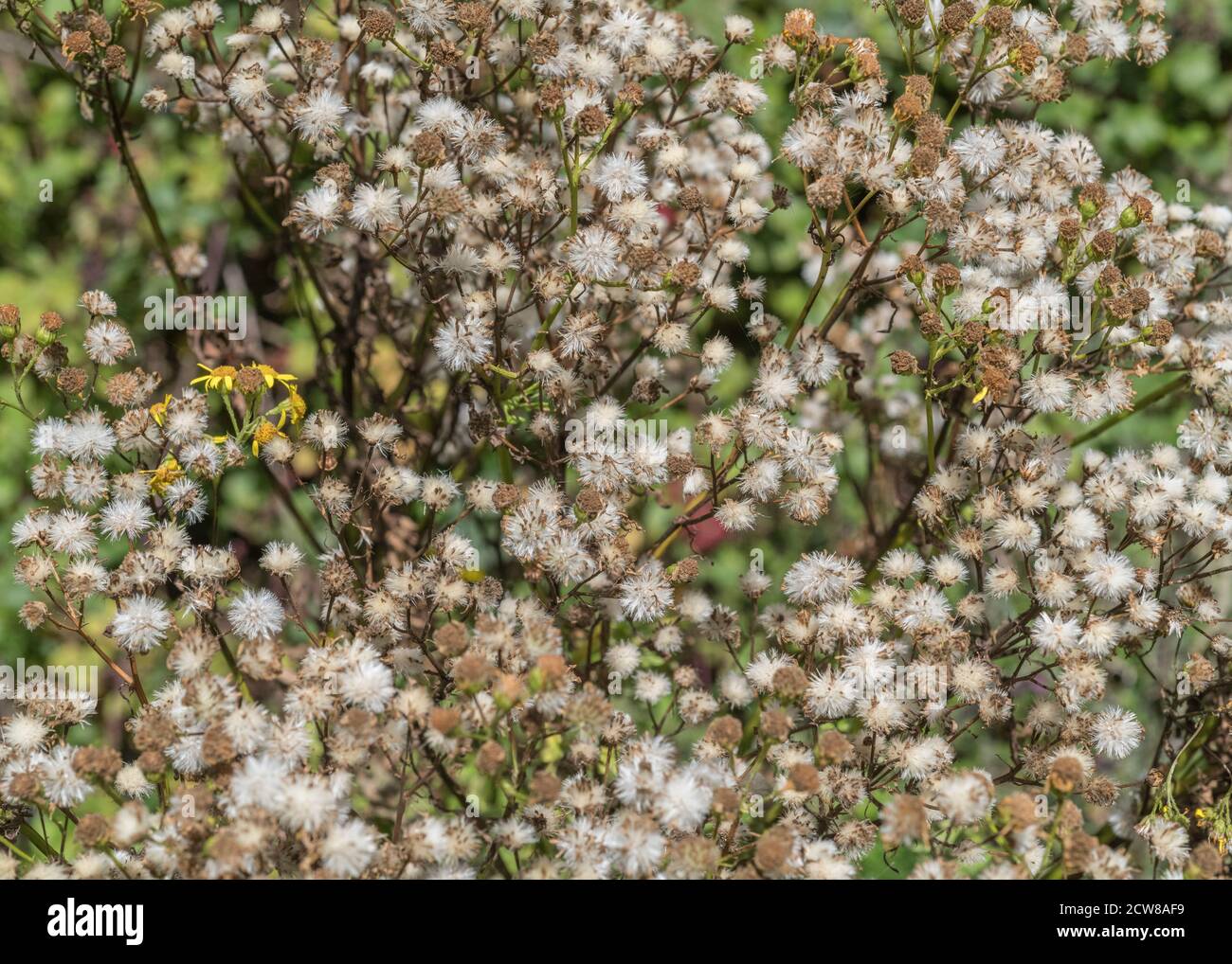 Masses of seed heads / seeds of Common Ragwort / Jacobaea vulgaris syn ...