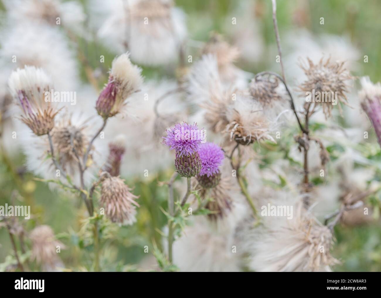 Close-up shot of flowers & feathery thistledown of Field Thistle / Creeping Thistle - Cirsium arvense. Is a noxious troublesome agricultural weed. Stock Photo