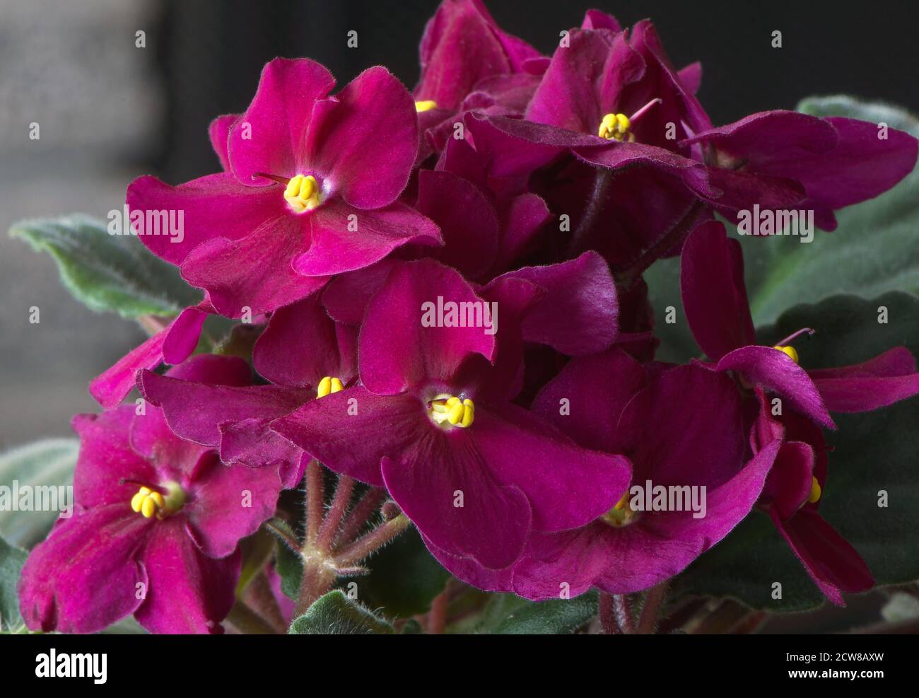 A dark pink African Violet plant in full bloom. Stock Photo