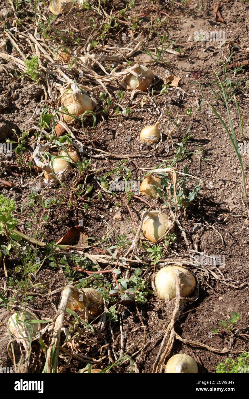 Onion bulb ground hires stock photography and images Alamy