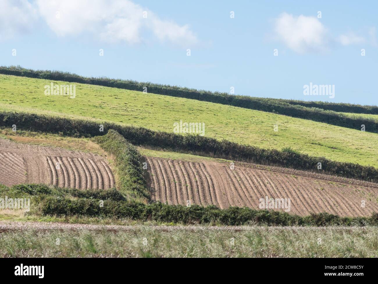 Patchwork of fields in Cornwall, with blue summer sky and fluffy clouds. For UK agriculture and farming, greener on the other side. Stock Photo