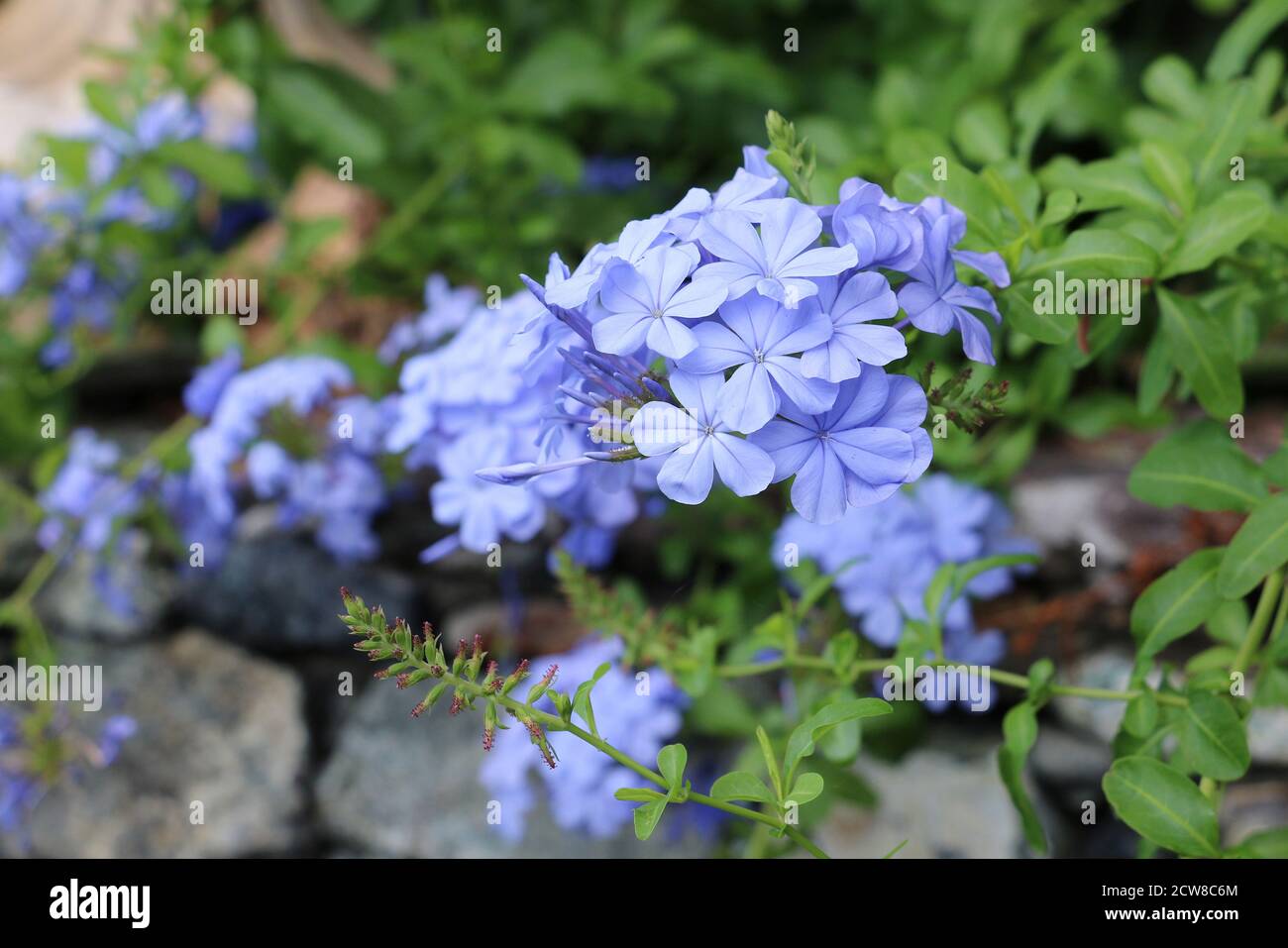 leawort flower in blue macro plumbago auriculata Stock Photo