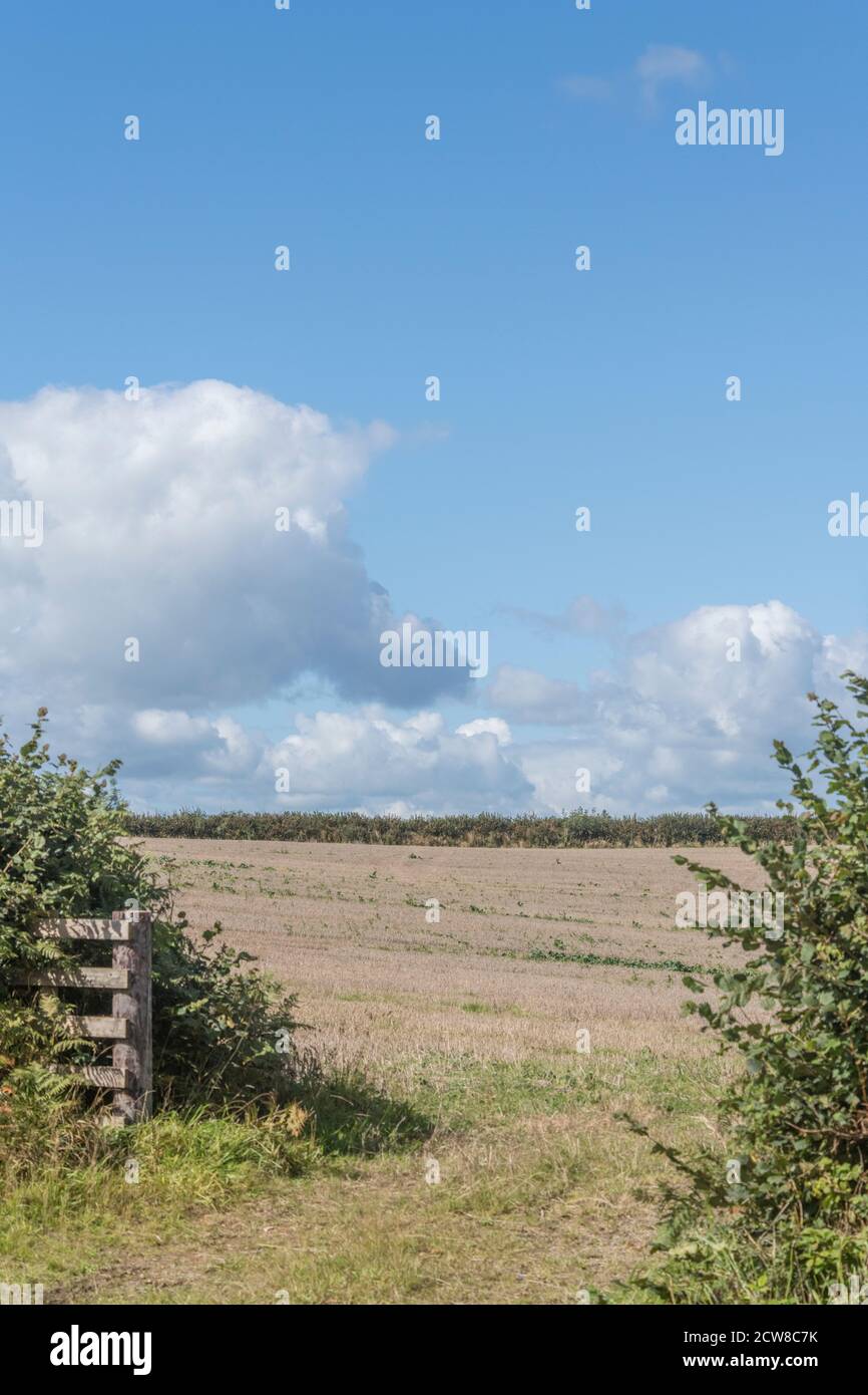 Harvested field through open farm gate with blue sky and fluffy clouds. For summer harvest, UK countryside in summer, UK agriculture & British farming Stock Photo