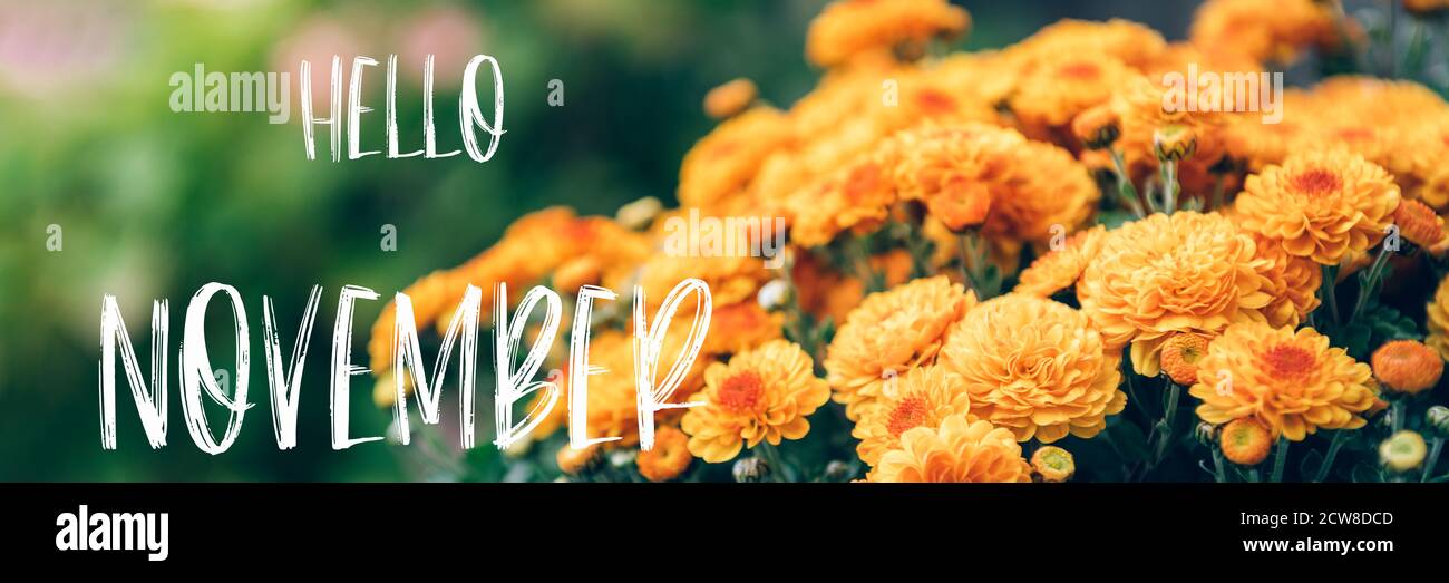 Hello November text and chrysanthemum Stock Photo