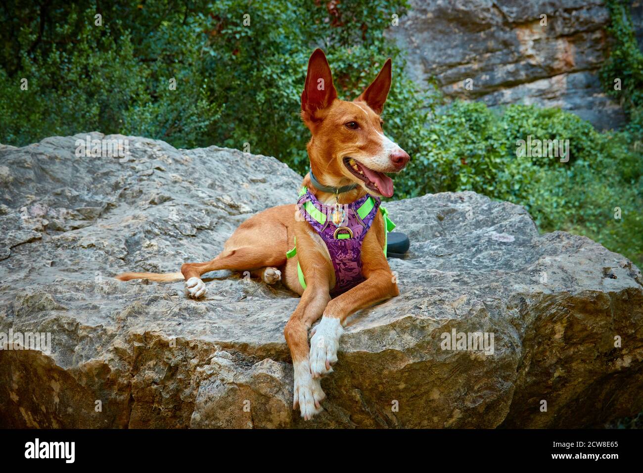 beautiful brown hound dog posing on top of a stone Stock Photo Alamy