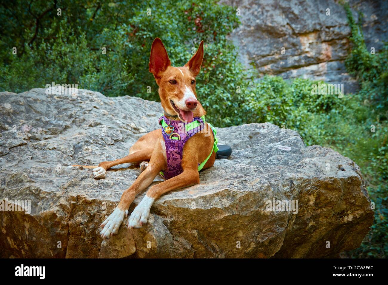 beautiful brown hound dog posing on top of a stone Stock Photo Alamy