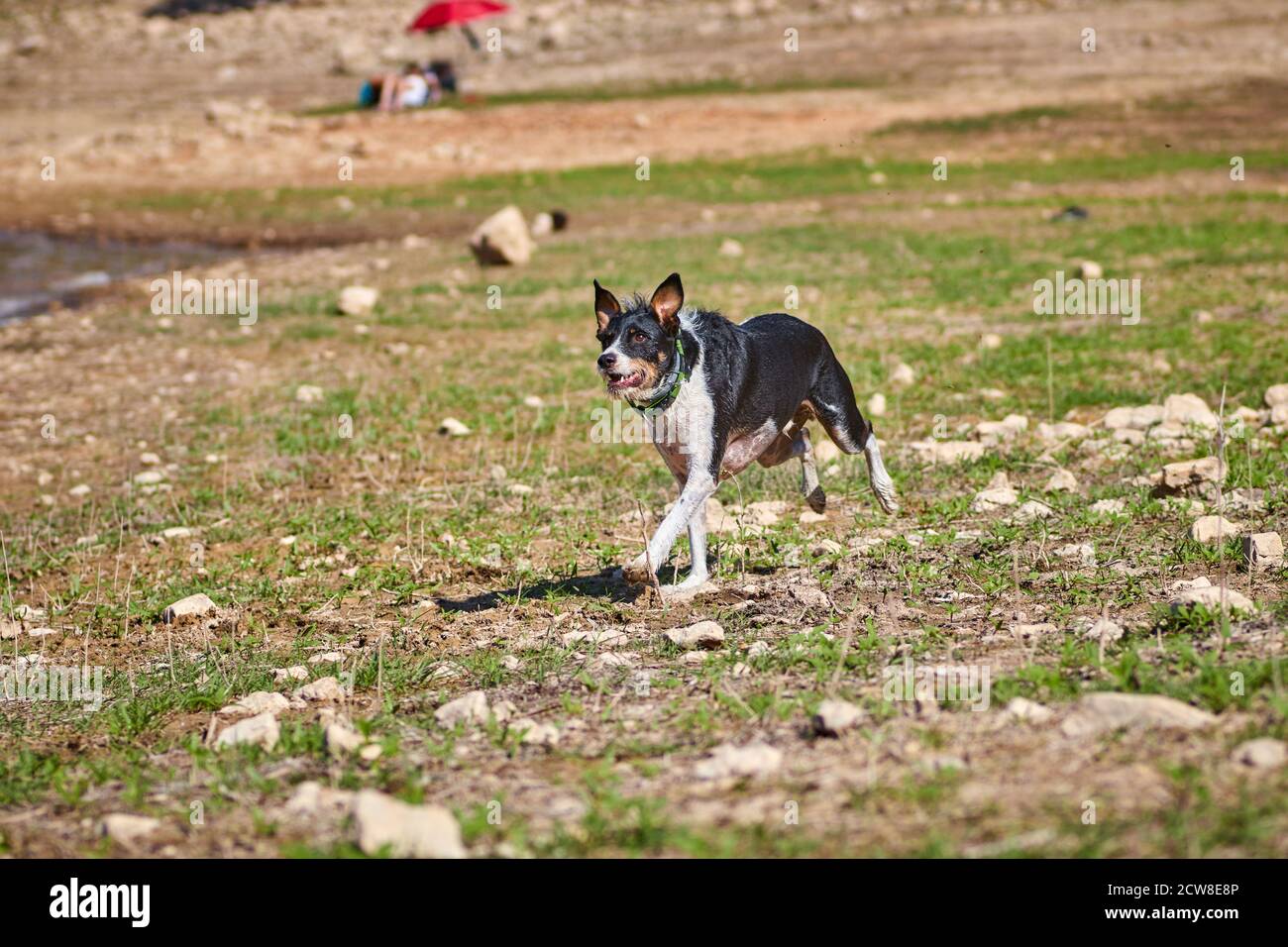 beautiful black and white dog running on a green meadow Stock Photo - Alamy